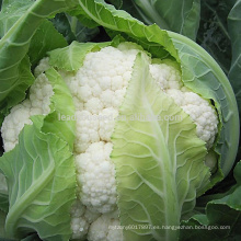 CF90 Genius Semillas de coliflor híbrida blanca de 90 días de madurez media tardía